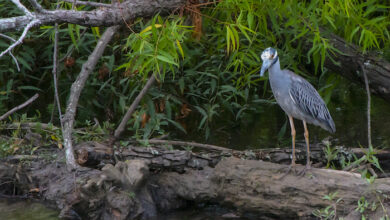 Murfree Springs Wetland