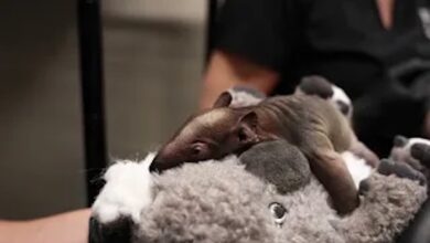 Nashville Zoo Celebrates New Baby Southern Tamandua
