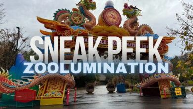Sneak Peek at Nashville Zoolumination
